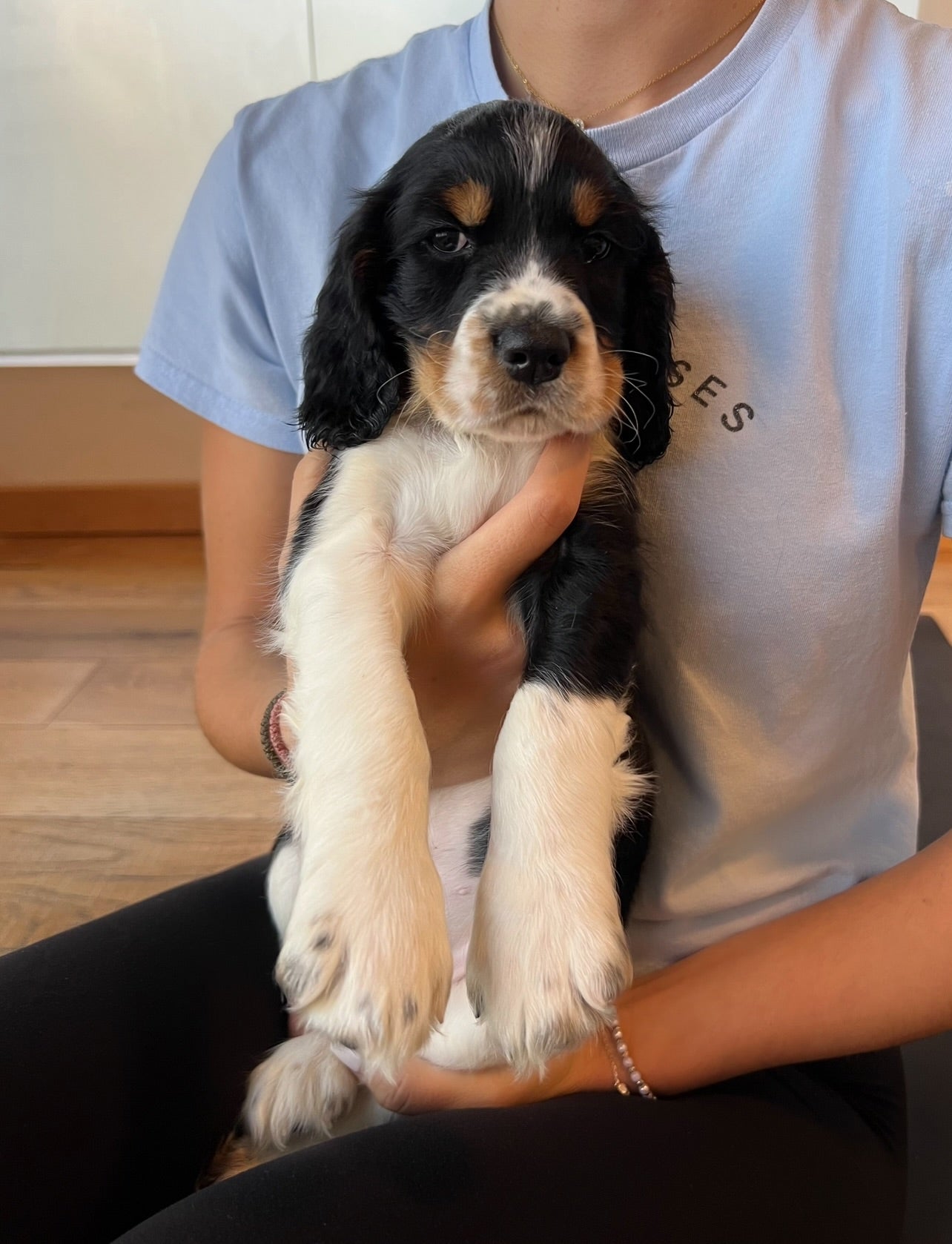 šToronto @Springer Spaniels (October 12th, 10:00am)
