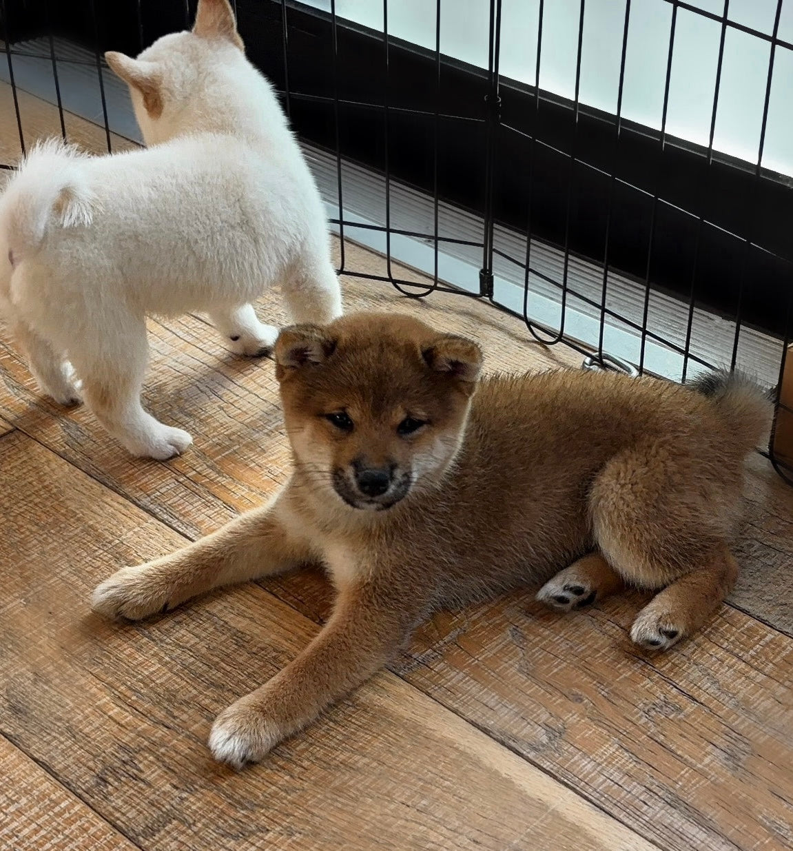 šToronto @Shiba Inu (June 20th, 3:30pm)