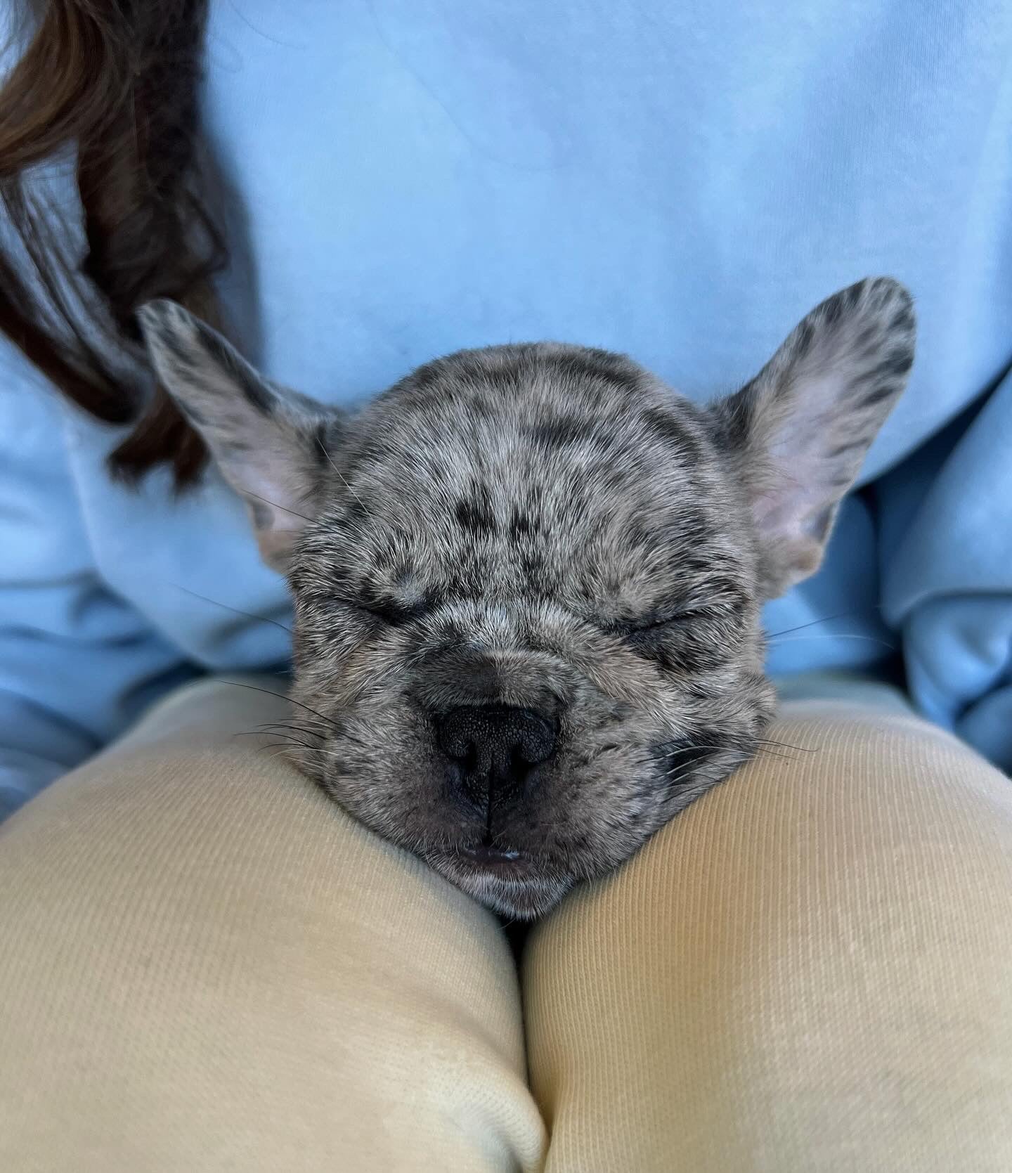 šToronto @French Bull Dog (October 11th, 10:00am)