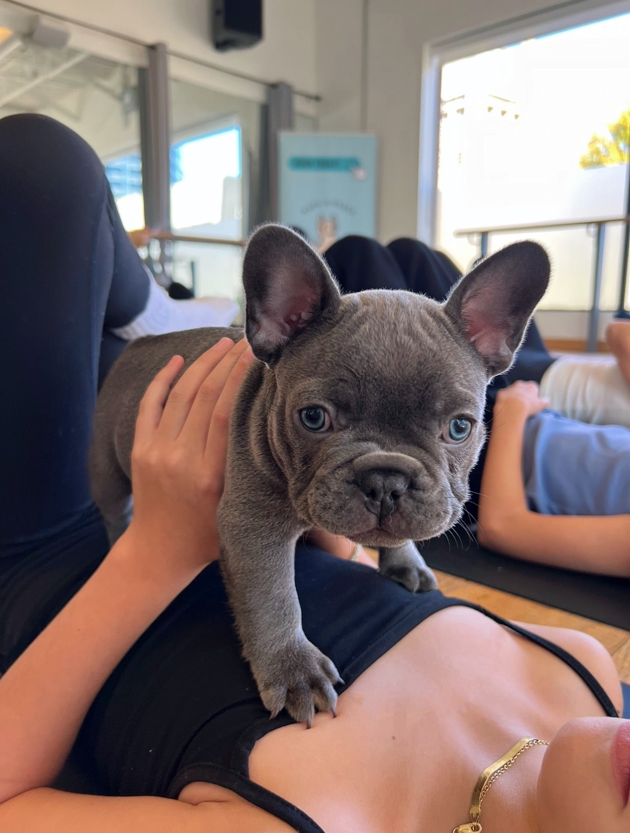 šToronto @French Bull Dog (October 11th, 10:00am)