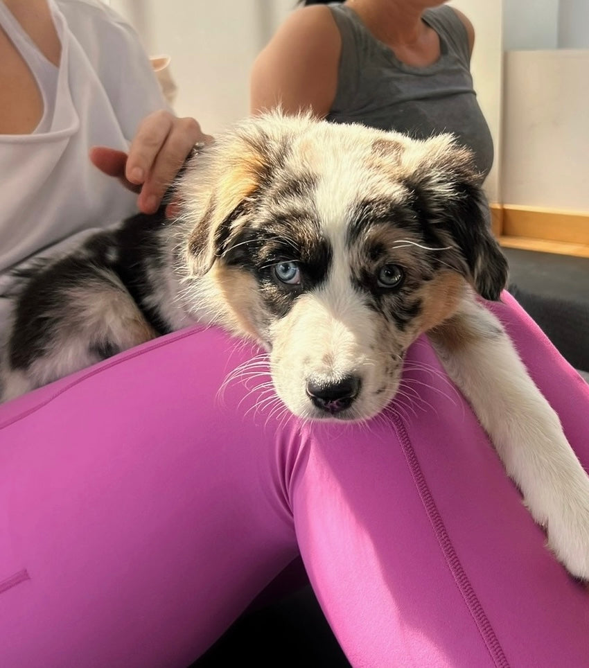 šToronto @Australian Shepherd (October 18th, 11:45am)