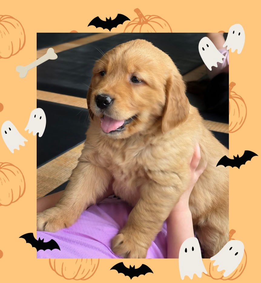📍354 Davenport Rd @Golden Retriever (October 31st, 3:30pm) - Halloween Edition 🎃