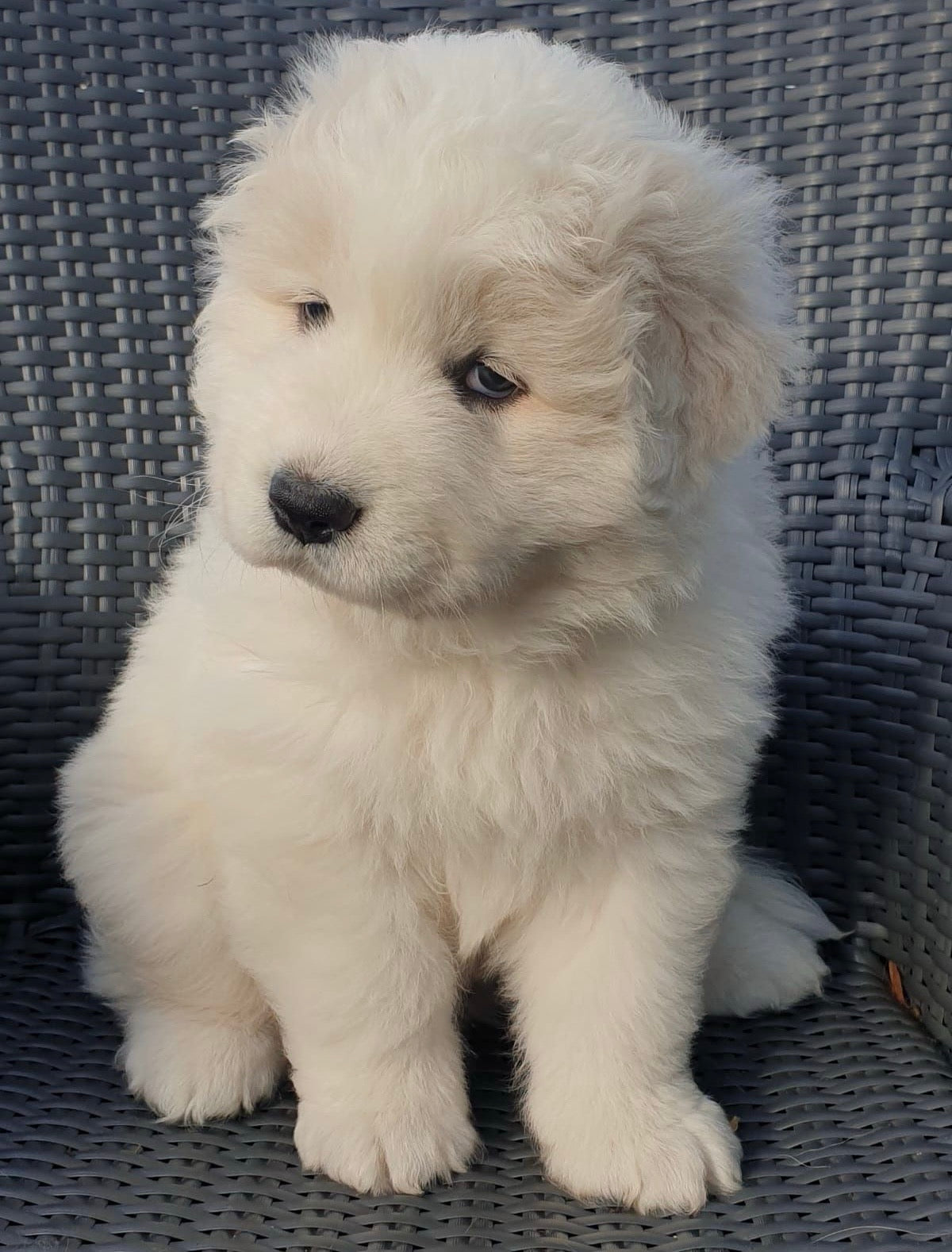 📍Scarborough @Maremma Sheepdog (August 9th, 1:45pm)