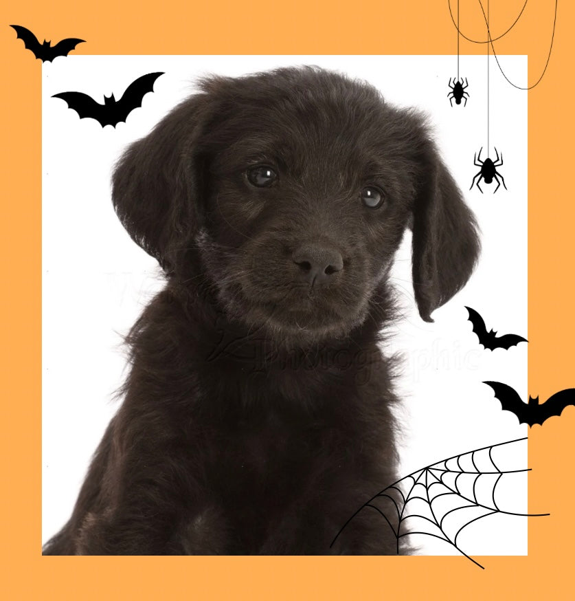 📍Toronto Halloween Event @Black Labradoodles (October 26th, 1:45pm)