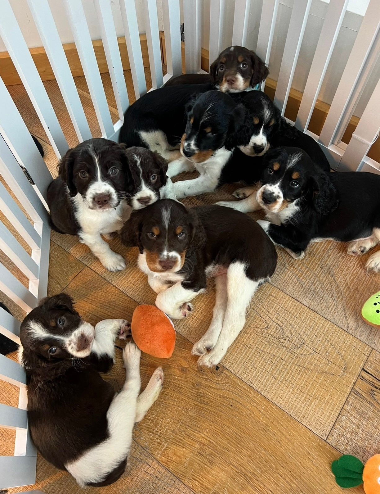 šToronto @Springer Spaniels (October 12th, 10:00am)