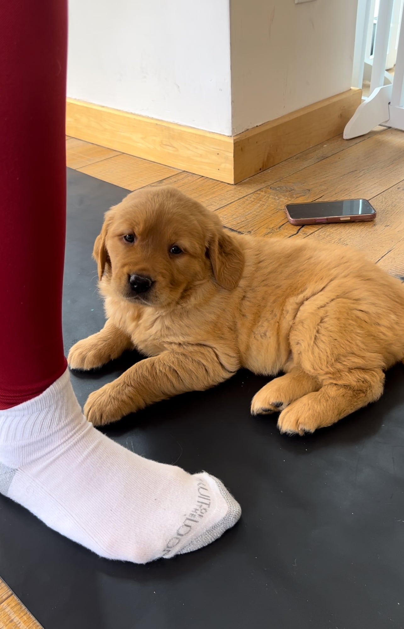 šToronto @Golden Retriever (May 10th, 9:45am)