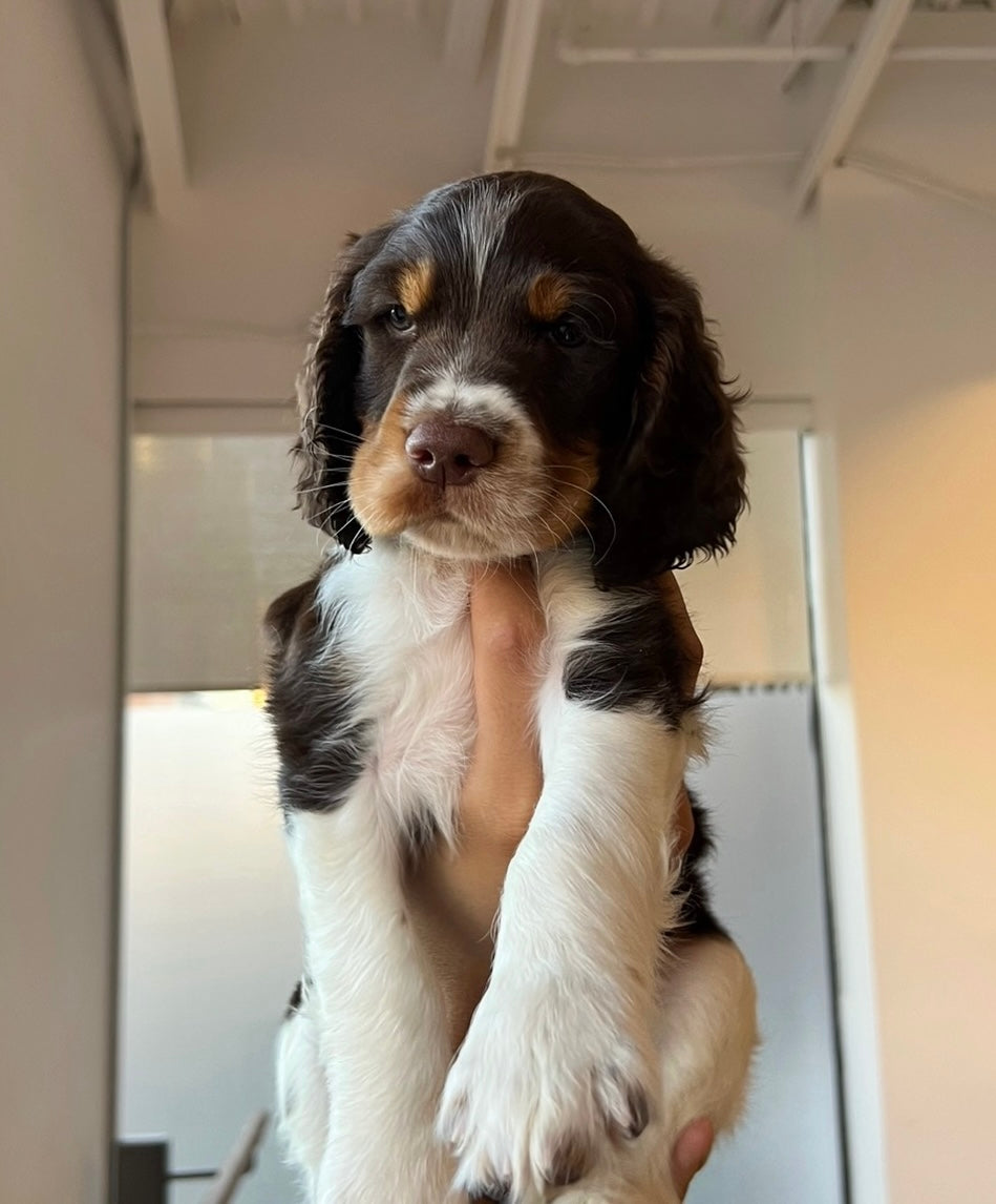 šToronto @Springer Spaniels (October 12th, 10:00am)