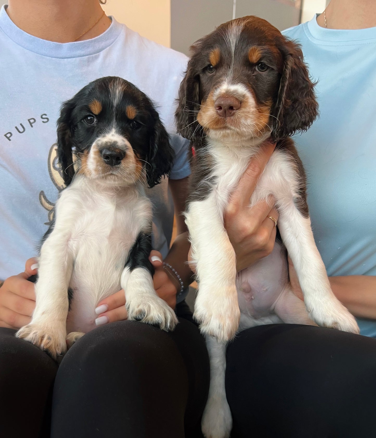 šToronto @Springer Spaniels (October 12th, 10:00am)
