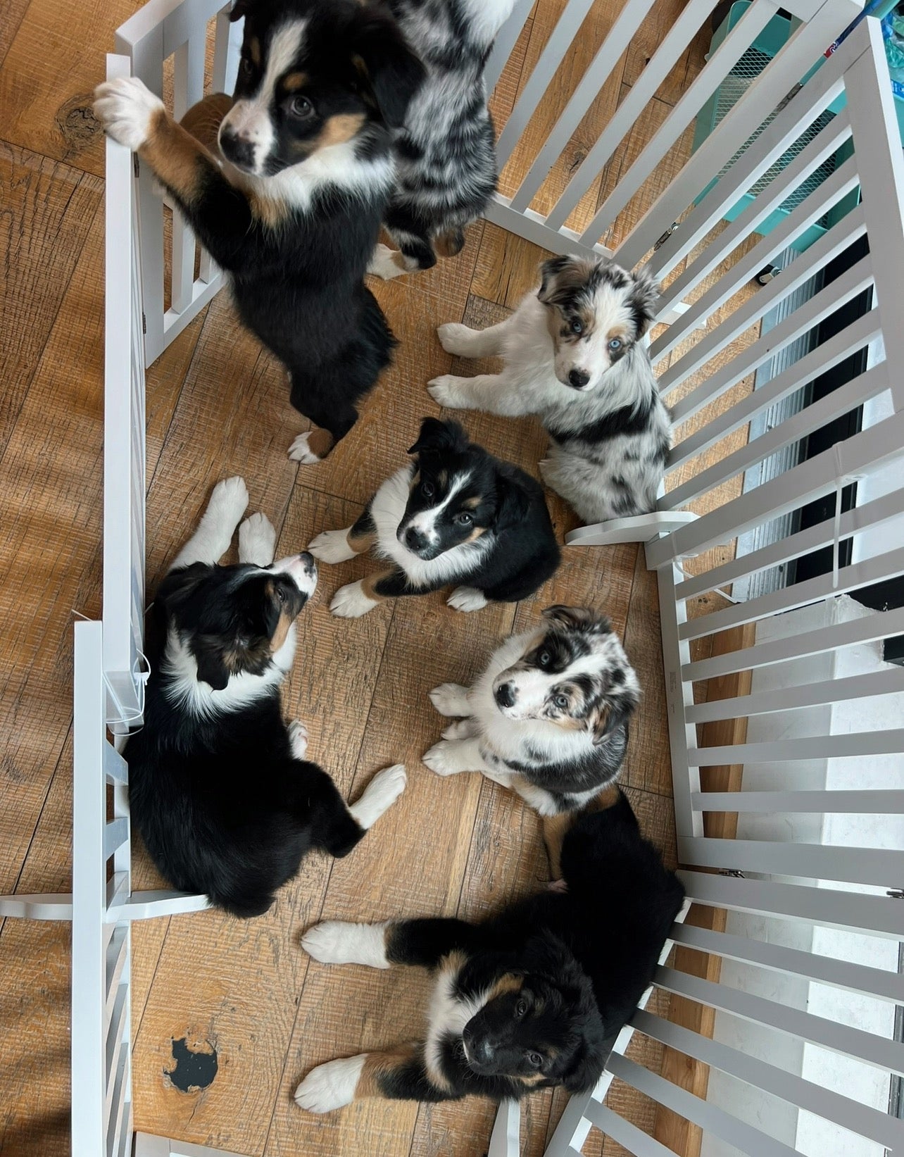 šToronto @Australian Shepherd (October 18th, 11:45am)
