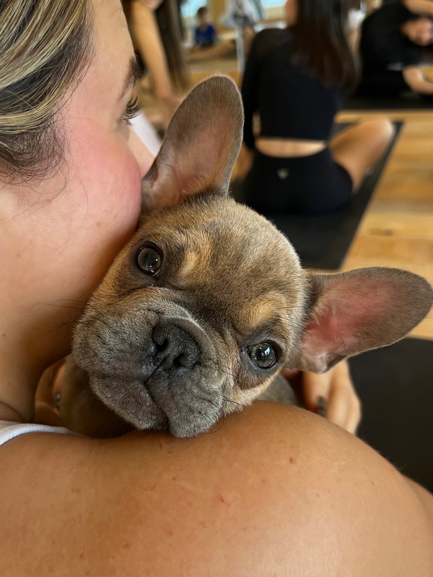 šToronto @French Bull Dog (October 11th, 10:00am)