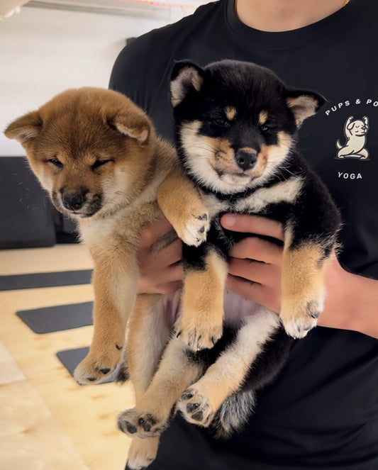 📍Toronto @Shiba Inu (June 13th, 10:00am)