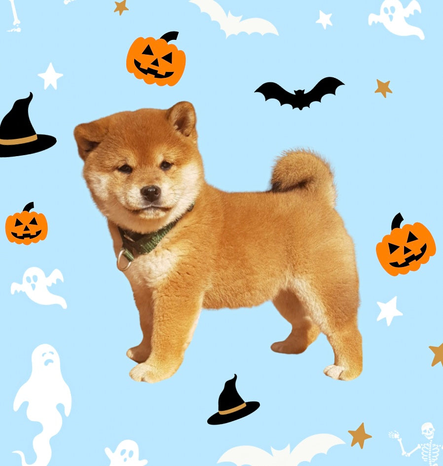 📍Scarborough Puppy Yoga @Shiba Inu (October 27th, 11:45am)