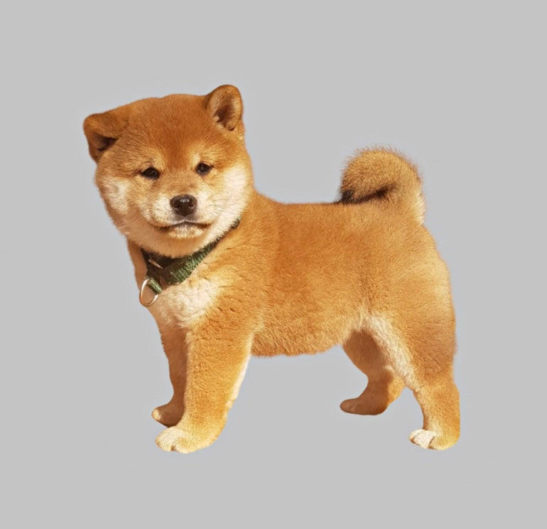 📍Toronto Puppy Yoga @Shiba Inu (November 2nd, 10:00am)