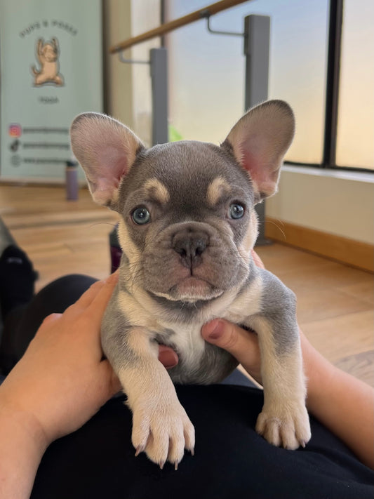 📍Toronto @French Bull Dog (October 11th, 10:00am)