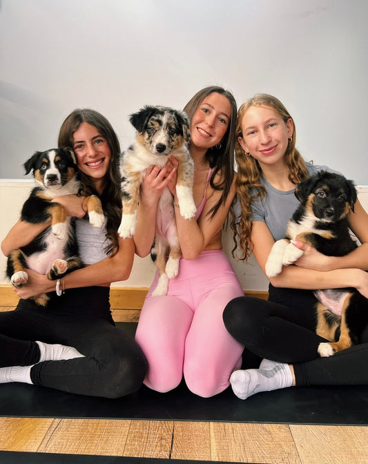 📍Toronto @Australian Shepherd (October 18th, 10:00am)