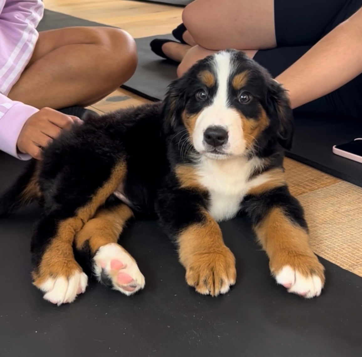 📍354 Davenport Rd @Bernese Mountain Dogs (August 23rd, 3:30pm)