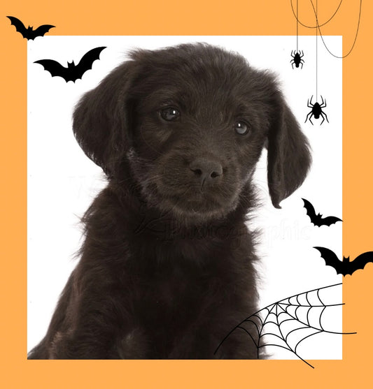 📍Toronto Halloween Event @Black Labradoodles (October 26th, 10:00am)