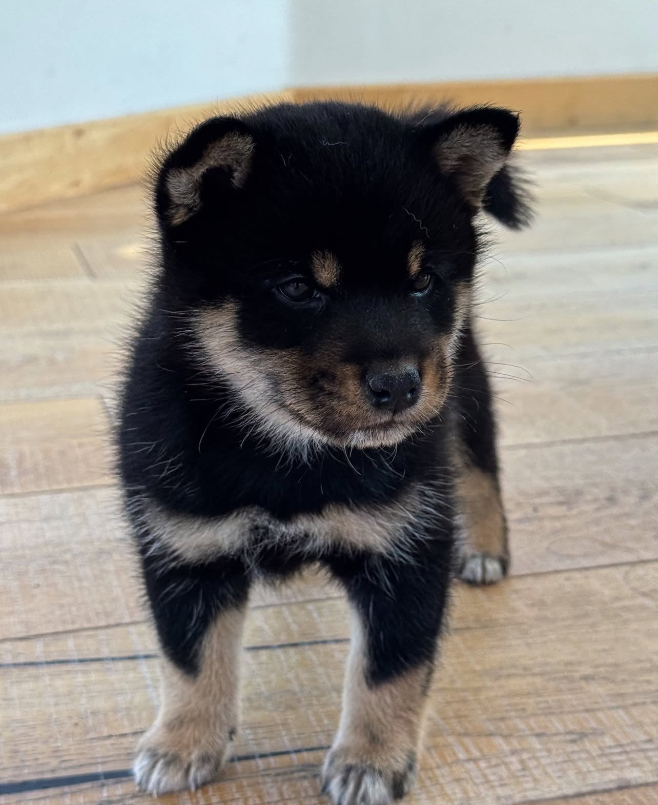 📍Toronto @Shiba Inu  (August 9th, 1:45pm)