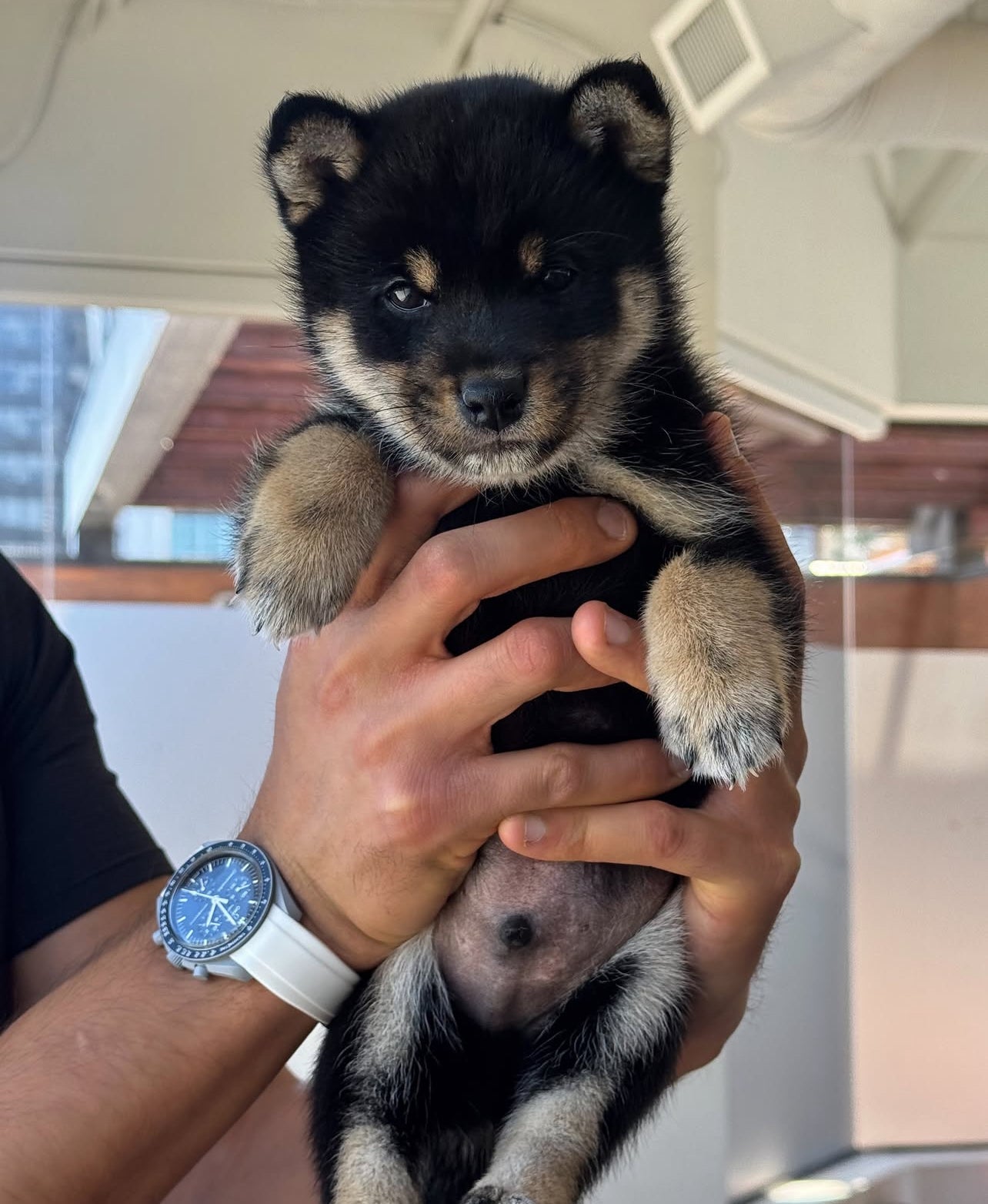 📍Toronto @Shiba Inu  (August 9th, 1:45pm)