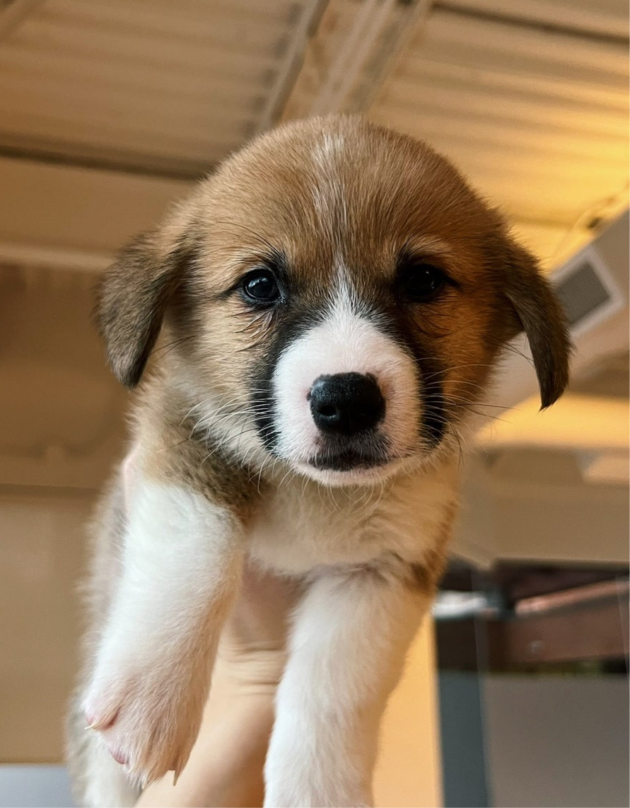 📍Toronto @Corgi (September 7th, 11:45am)