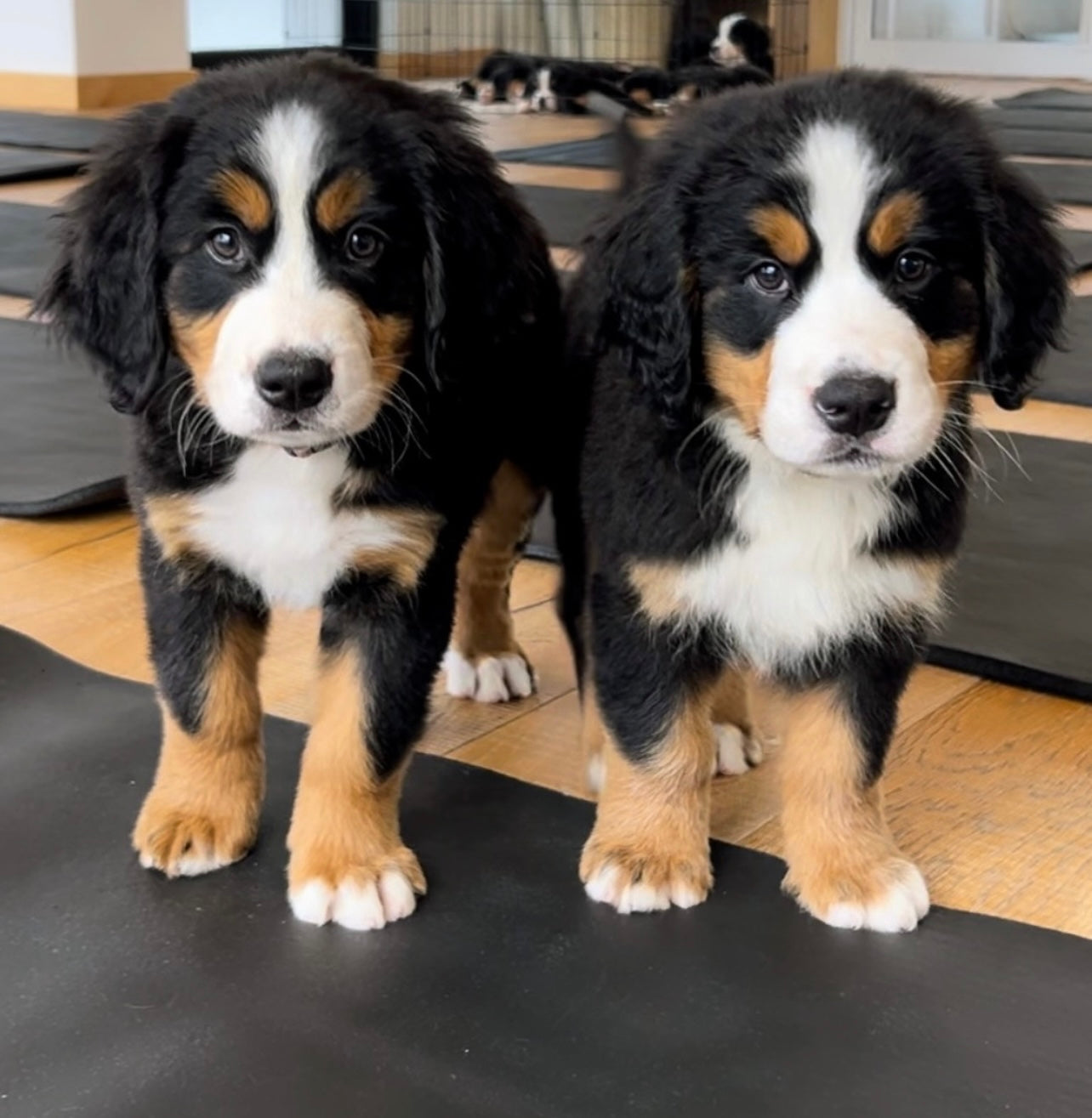 📍354 Davenport Rd @Bernese Mountain Dogs (August 23rd, 3:30pm)