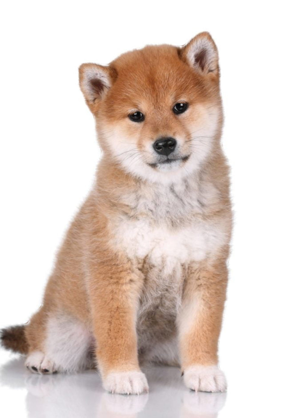 📍Toronto Puppy Yoga @Shiba Inu (November 2nd, 11:45am)