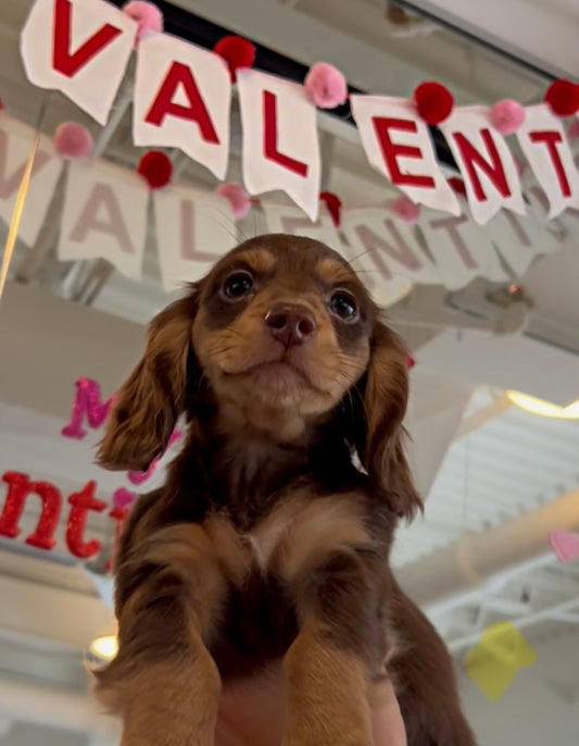 📍Toronto 🌹Valentine’s Edition @Breed TBD (February 14th, 10:00am)