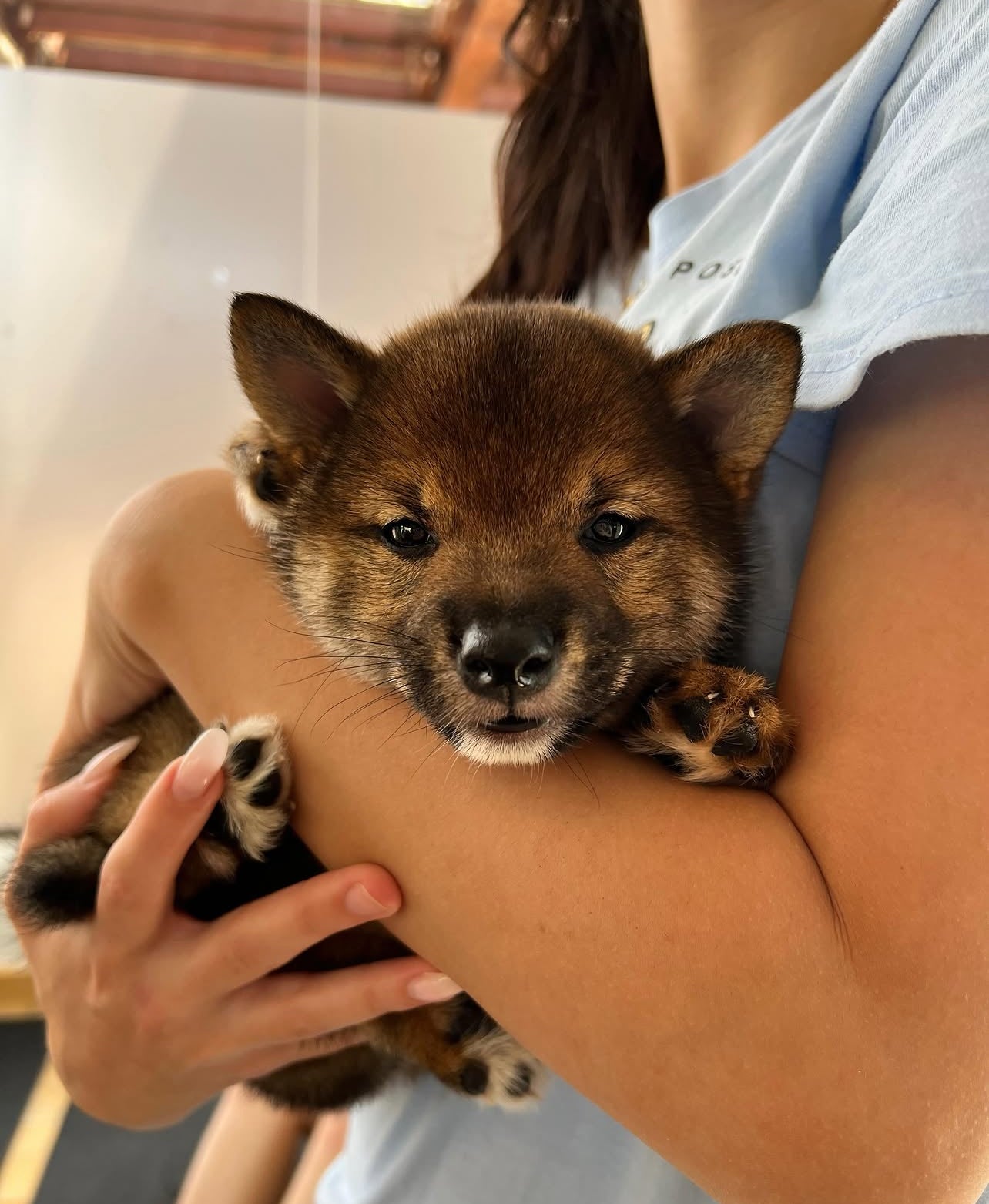 📍Toronto @Shiba Inu  (August 9th, 1:45pm)