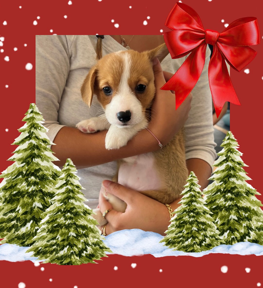 🎄Toronto Christmas Edition @Corgi (December 7th, 11:45am)