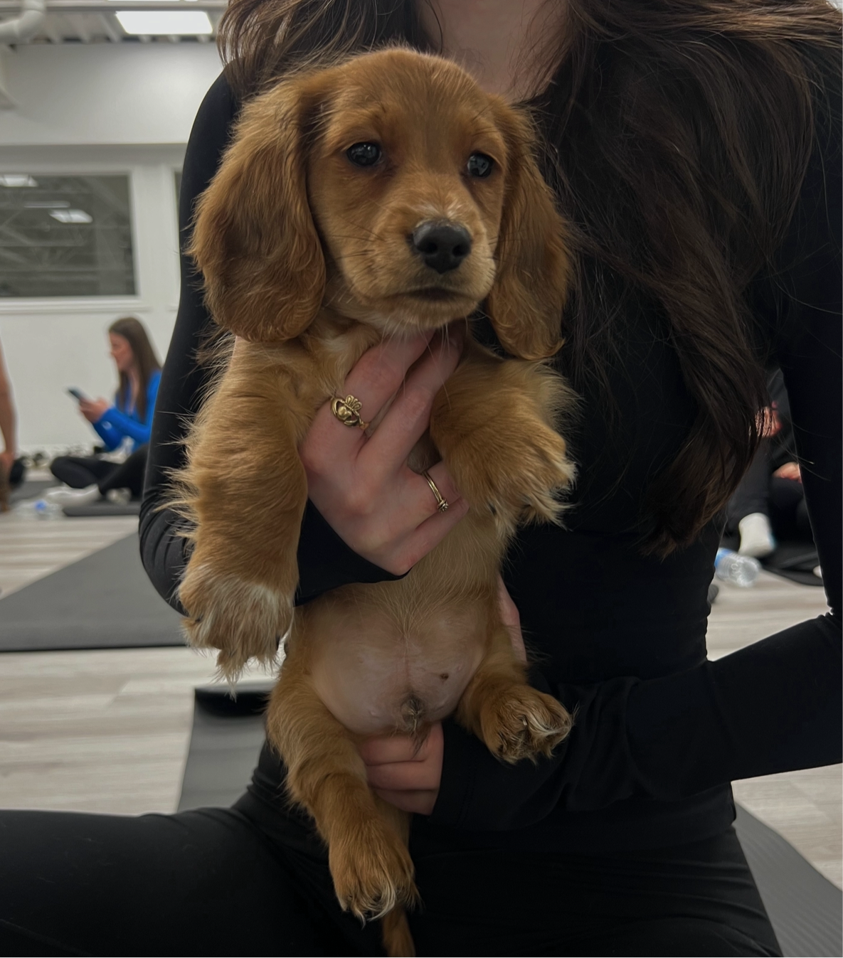 📍Scarborough Puppy Yoga @Dachshunds (November 3rd, 3:45pm)