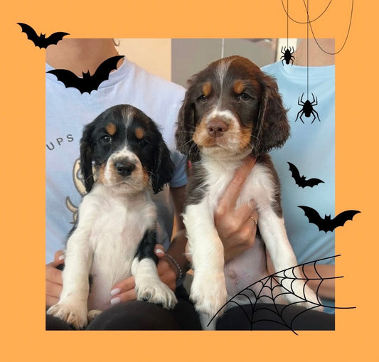 📍Toronto Halloween Event @Springer Spaniels (October 25th, 11:45am)