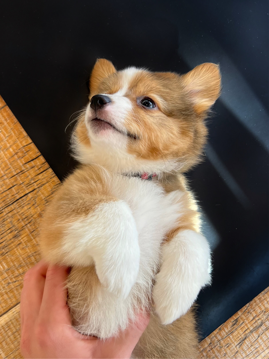 📍Toronto @Corgi (September 7th, 10:00am)