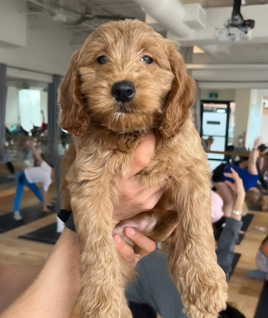 📍Toronto @F1B Golden Doodles (September 6th, 11:45am)