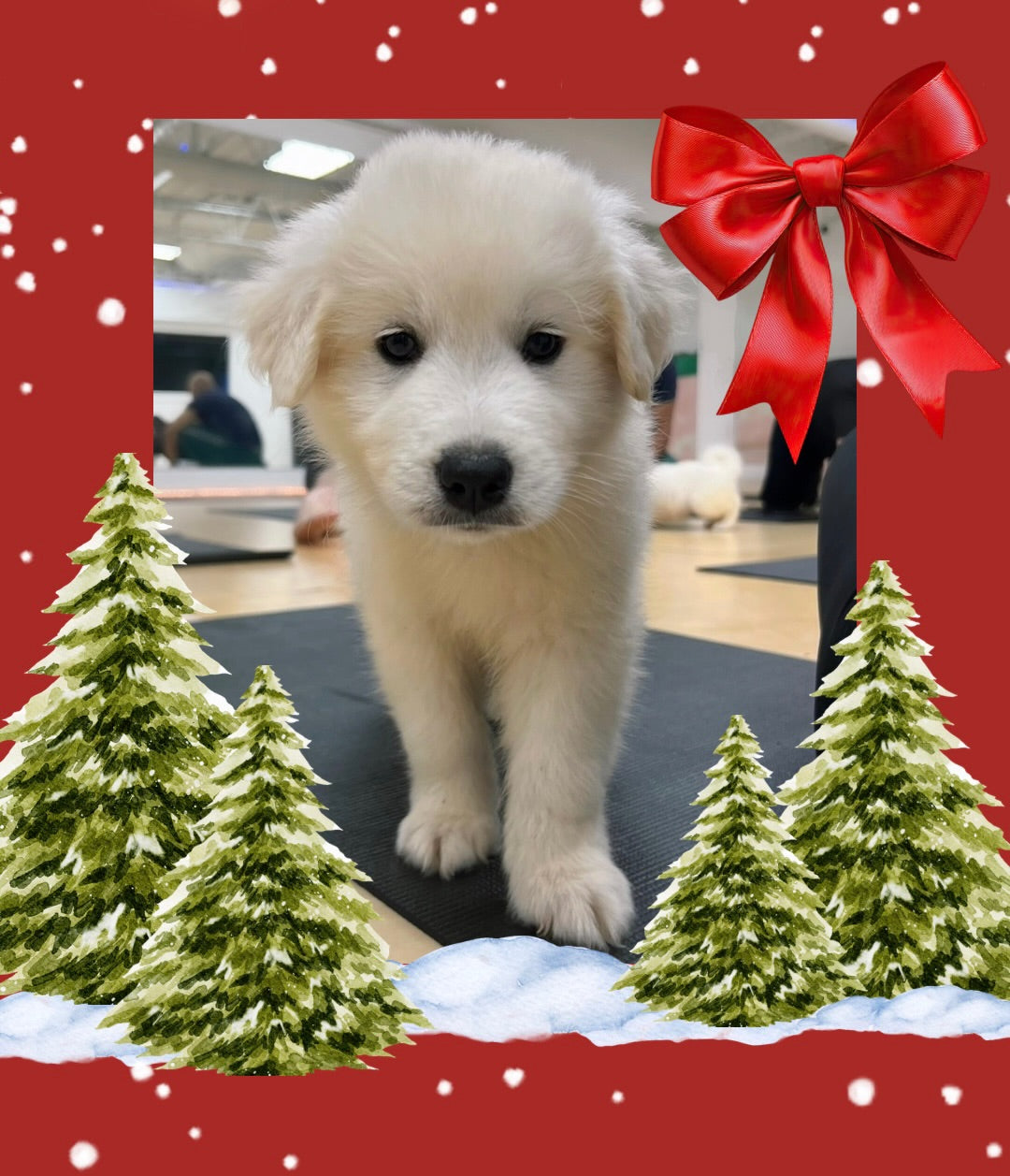 🎄Toronto Christmas Edition @Golden Retriever Samoyed Mix (December 6th, 11:45am)