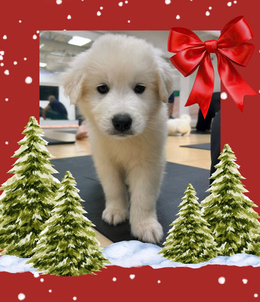 🎄Toronto Christmas Edition @Golden Retriever Samoyed Mix (December 6th, 10:00am)