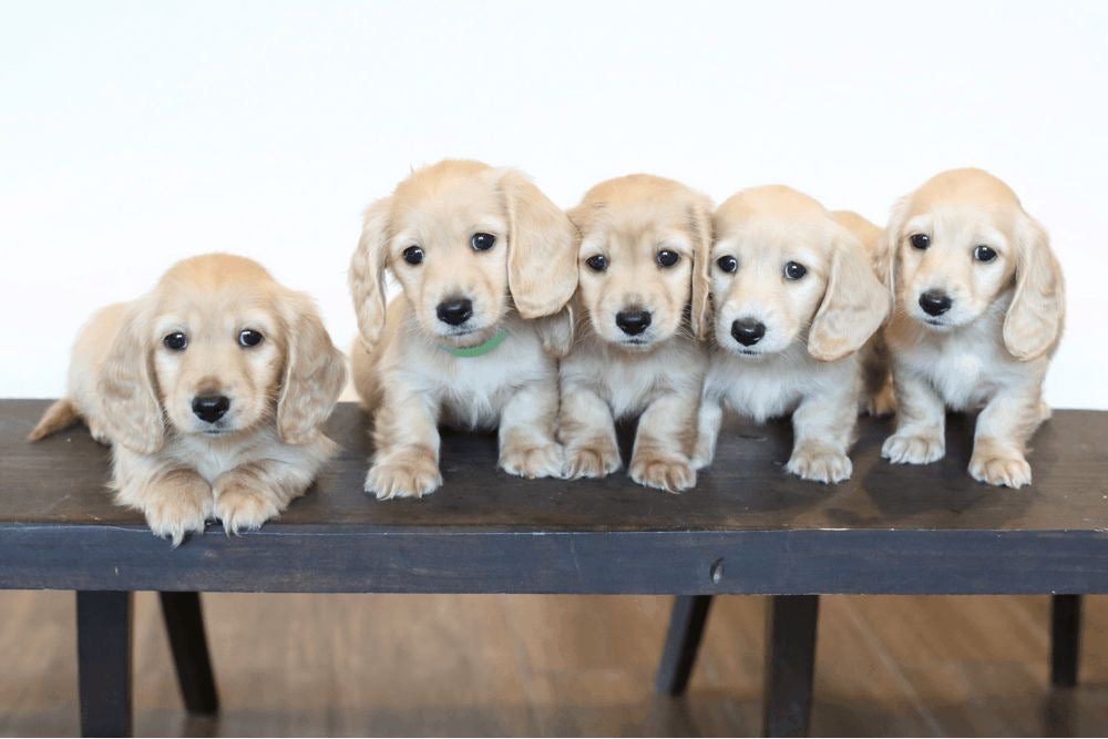 📍Scarborough Puppy Yoga @Dachshunds (November 3rd, 11:45am)