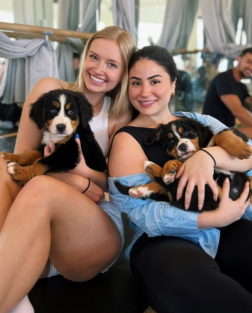📍354 Davenport Rd @Bernese Mountain Dogs (August 23rd, 3:30pm)
