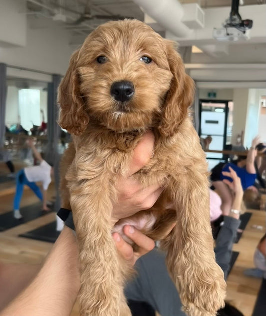 📍Toronto @Golden Doodle F1B (January 25th, 10:00am)