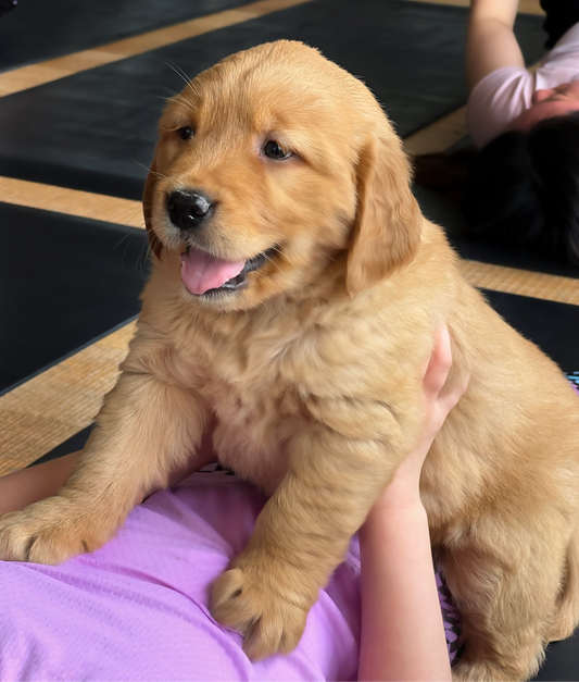 📍Toronto @Golden Retrievers  (January 24th, 10:00am)