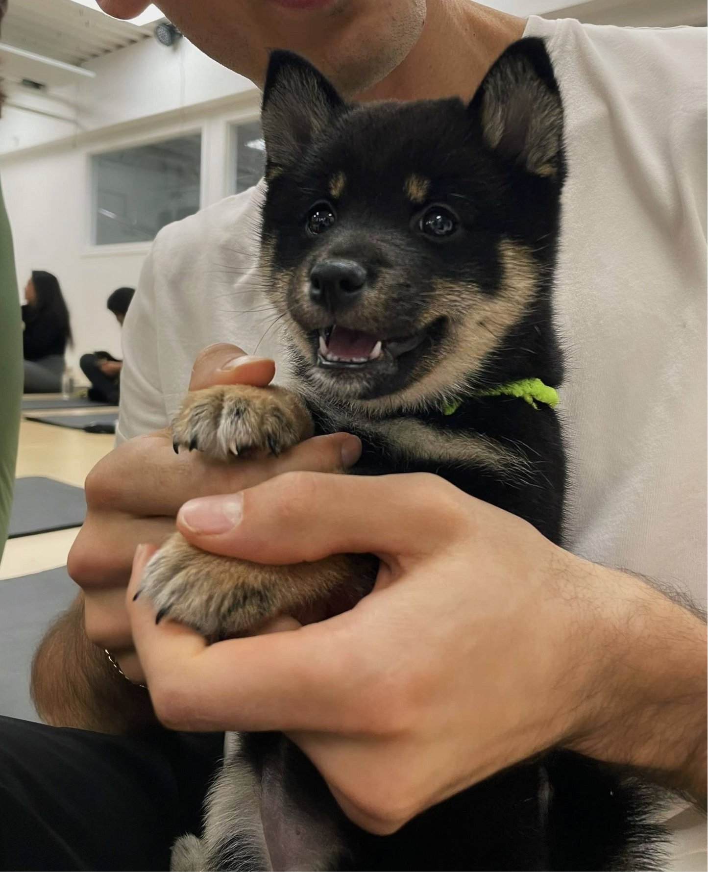 📍Toronto @Shiba Inu (June 28th, 3:30pm)