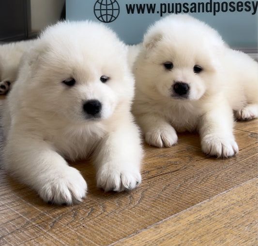 📍354 Davenport Rd @Samoyed (August 16th, 10:00am)